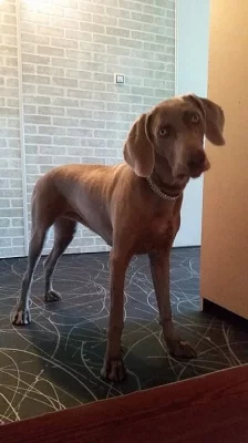 Výmarský ohař krátkosrstý - fenka