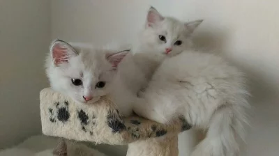 Ragdoll kocourek a kočička.