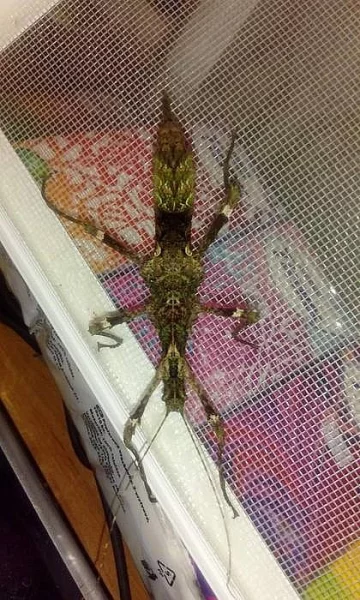 Trachyaretaon sp. North Luzon