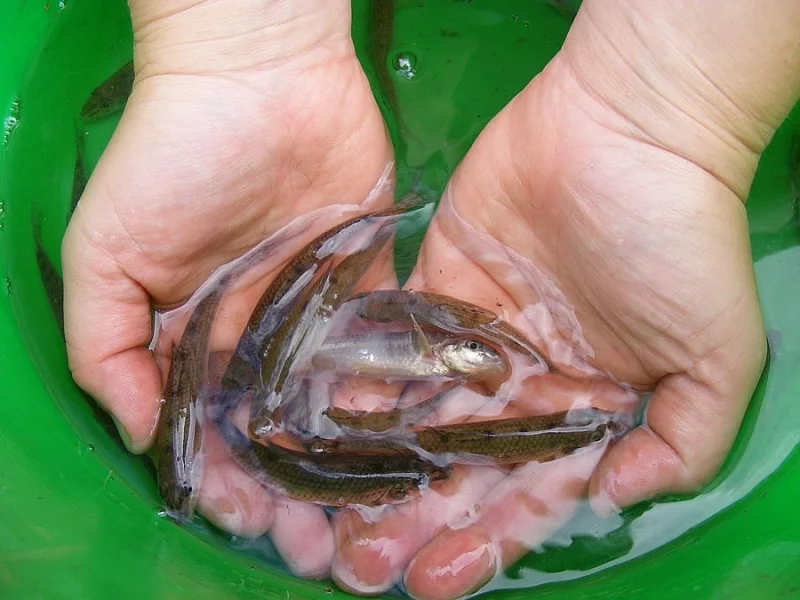 Prodám nástražní rybičky