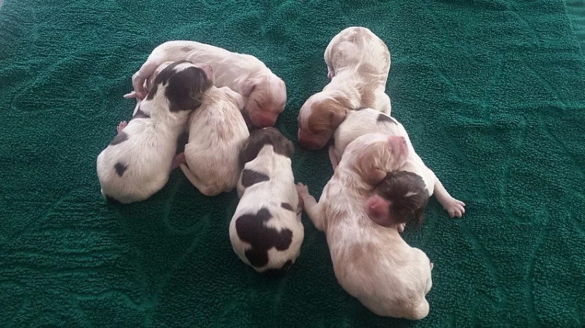 Štěňata německého křepeláka