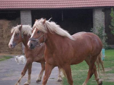 Prodám pár valachů ČMB, belgik