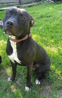 Roční pes APBT bez Pp