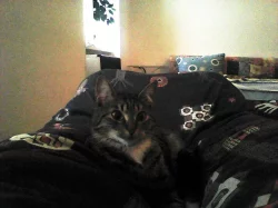 Daruji miloučkou kočičku