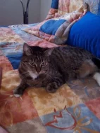 Daruji miloučkou kočičku