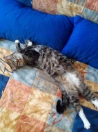 Daruji miloučkou kočičku