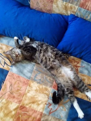 Daruji miloučkou kočičku