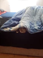 Daruji miloučkou kočičku