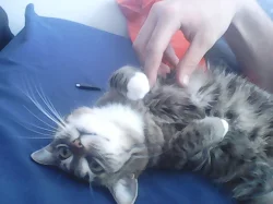 Daruji miloučkou kočičku