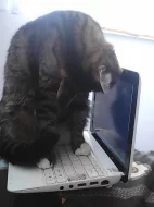 Daruji miloučkou kočičku