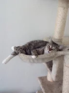 Daruji miloučkou kočičku