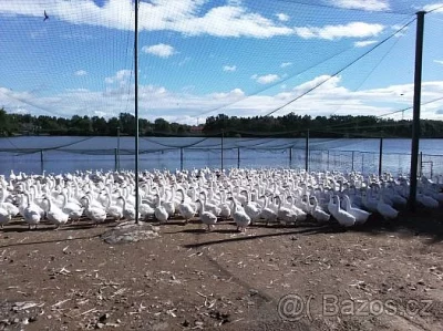 Vyřazené chovné husy - k jídlu i do chovu