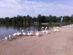 Vyřazené chovné husy - k jídlu i do chovu