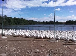 Vyřazené chovné husy - k jídlu i do chovu