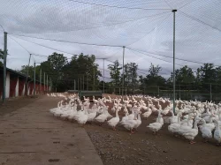 Vyřazené chovné husy - k jídlu i do chovu