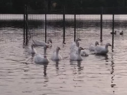 Vyřazené chovné husy - k jídlu i do chovu