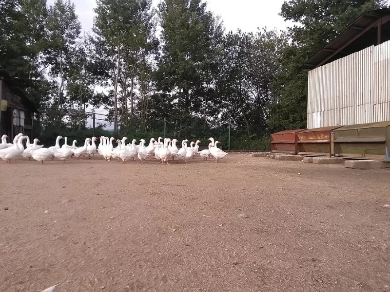 Vyřazené chovné husy - k jídlu i do chovu