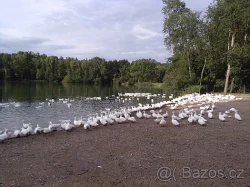 Mladé vykrmené pekingské kachny