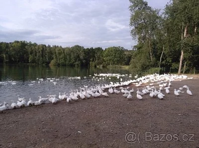 Mladé vykrmené pekingské kachny