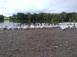 Mladé vykrmené pekingské kachny