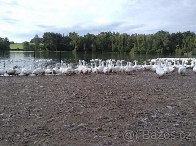 Mladé vykrmené pekingské kachny