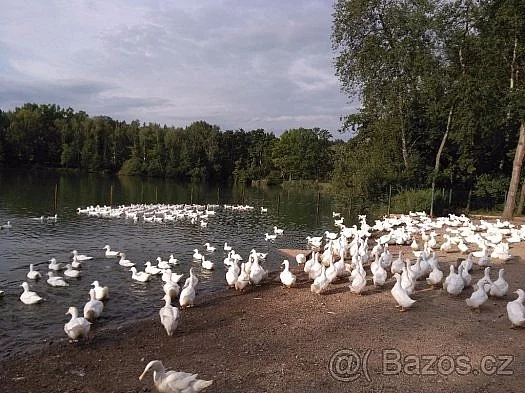 Mladé vykrmené pekingské kachny
