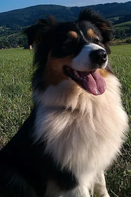 Australský ovčák