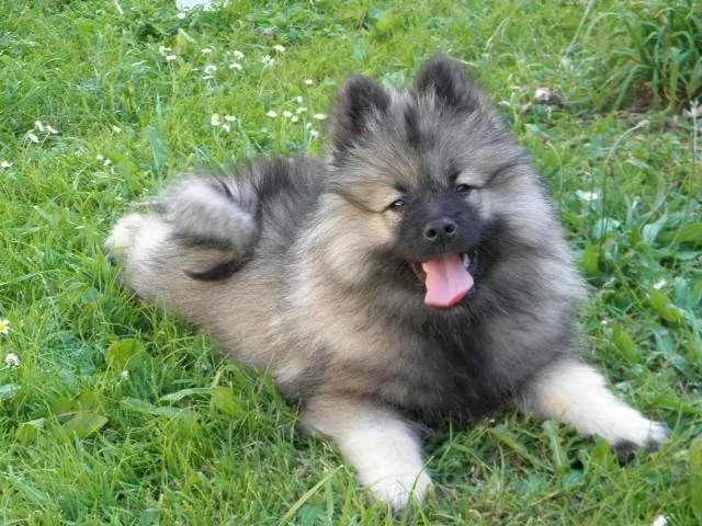 Německý špic vlčí / Keeshond