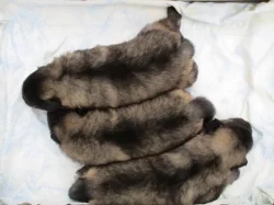 Německý špic vlčí / Keeshond