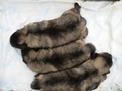 Německý špic vlčí / Keeshond