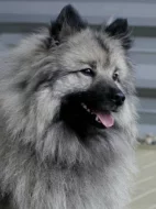 Německý špic vlčí / Keeshond