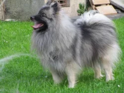 Německý špic vlčí / Keeshond