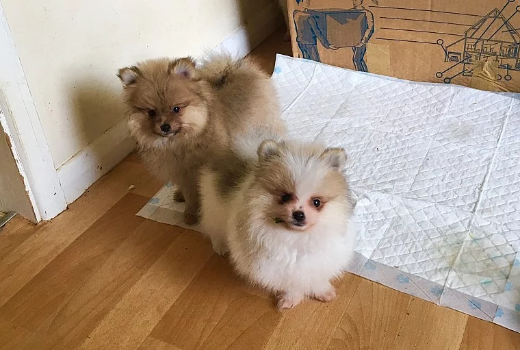 Super mini pomeranský medvídek