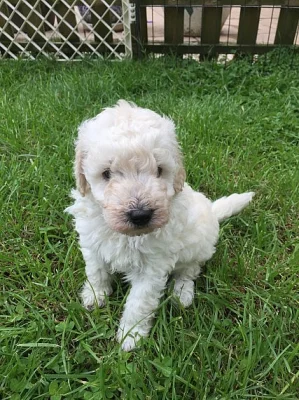 Pěkná červená Kc miniaturní pudla pro stud * ověřená