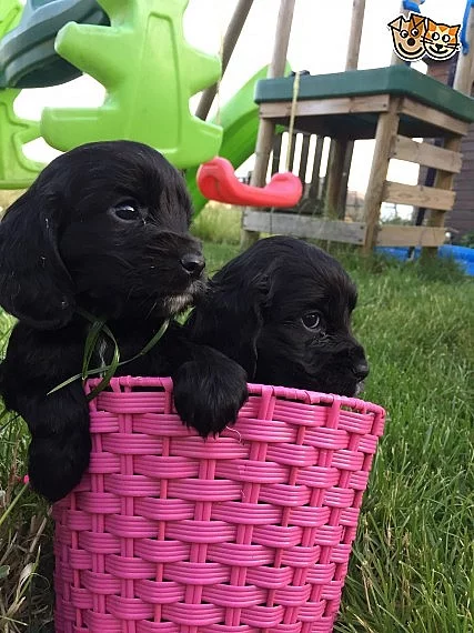 Černý kokršpaněl Štěňátka Fn / pra Clear Kc Reg