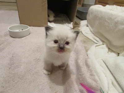 Prodám koťátka plemene Ragdoll.