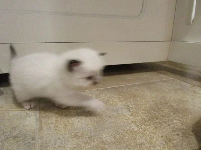 Prodám koťátka plemene Ragdoll.