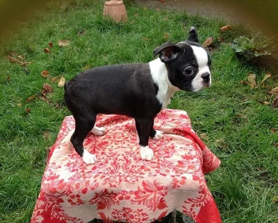 Kc registrovaných šampaňských a červených bostonských terié