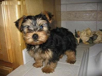 Rodokmeny Štěňata Yorkshire Terriers