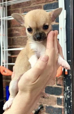 Egla štěňata a samice čivavy jsou nyní připravena.