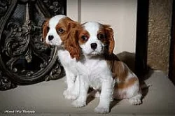 Králové kavalářské štěňátka