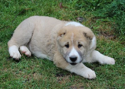Nabízíme štěňata středoasijský pastevecký pes s PP