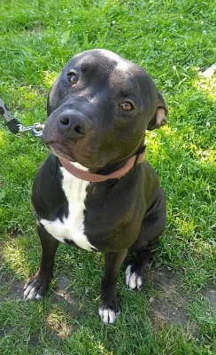 Roční pes APBT bez Pp