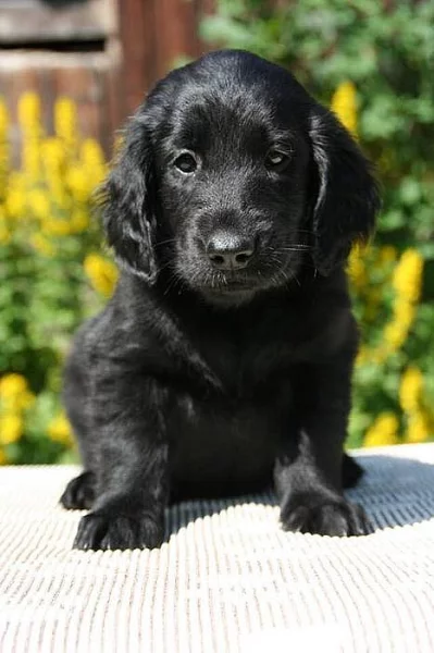 Štěňátka flat coated retrievera s PP