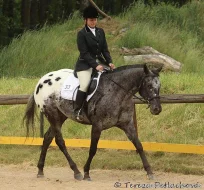 APPALOOSA hřebeček