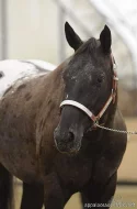 APPALOOSA hřebeček