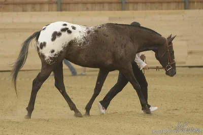 APPALOOSA hřebeček