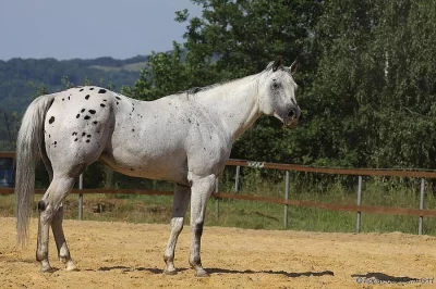 APPALOOSA hřebeček
