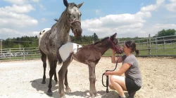 APPALOOSA hřebeček