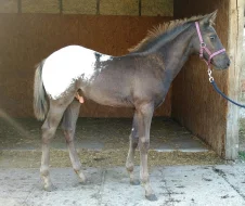 APPALOOSA hřebeček